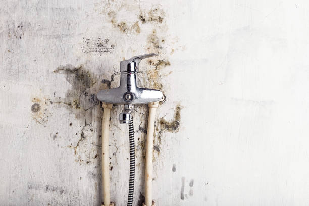 Best Mold Remediation  in Manor, PA