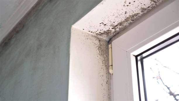 Best Emergency Mold Removal  in Manor, PA