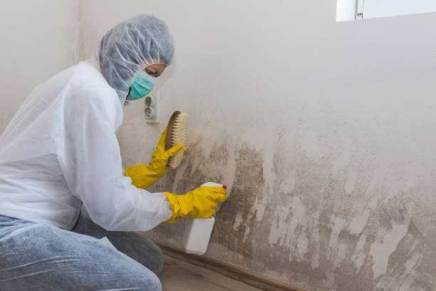 Best Mold Damage Repair  in Manor, PA