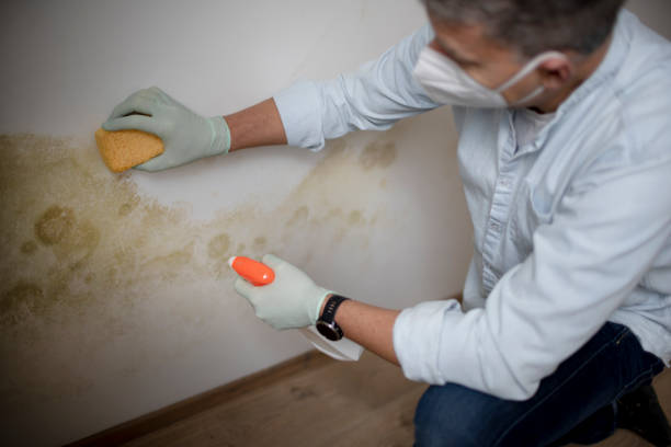 Best Commercial Mold Removal  in Manor, PA