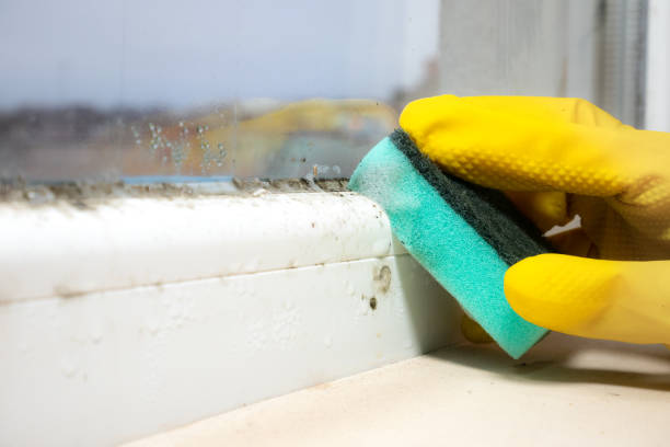 Best Best Mold Removal Companies  in Manor, PA