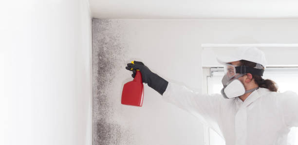 Best Fast Mold Removal  in Manor, PA