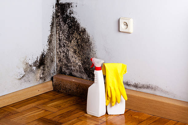 Best Local Mold Removal Service  in Manor, PA