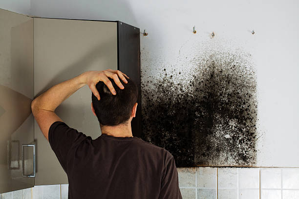 Professional Mold Removal in Manor, PA