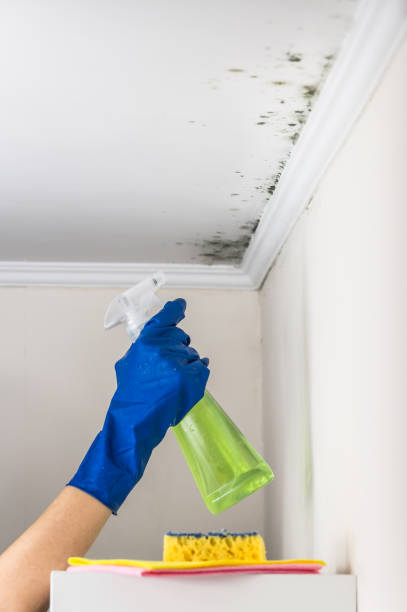 Best Mold Damage Repair  in Manor, PA
