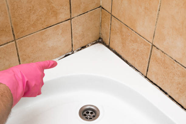 Best Mold Removal Process  in Manor, PA
